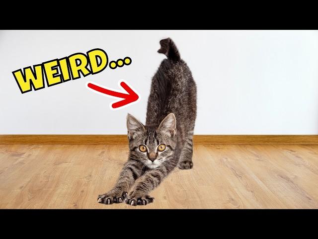 10 Weird Things Your Cat Does When They See You & Why