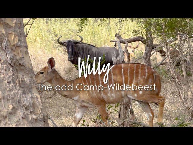 Wildebeest thinks it is a Nyala – Willy, the odd Camp-Wildebeest