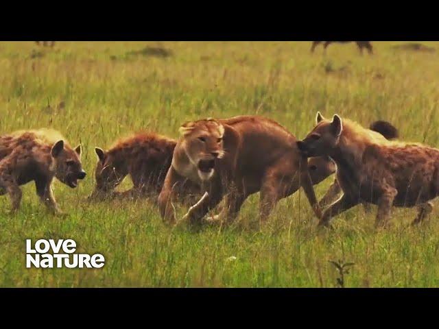 Lions & Hyenas: Battle of the Beasts