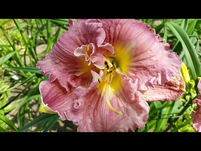 Лилейник  Мэджик Аметист . Hemerocallis Magic Amethyst .