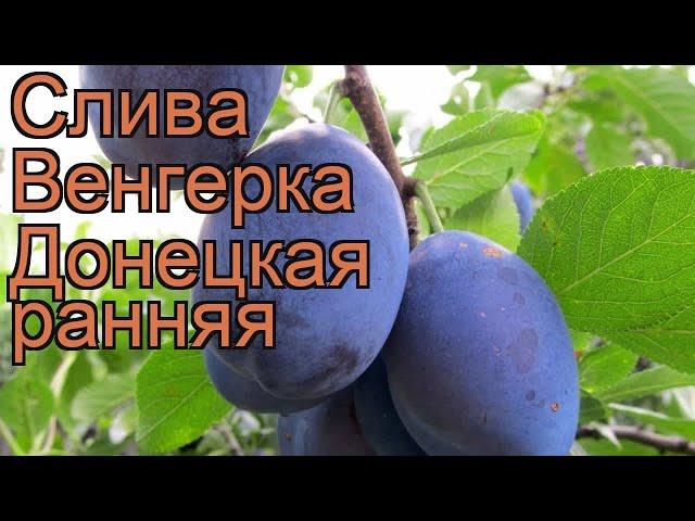 Слива обыкновенная Венгерка Донецкая ранняя  обзор: как сажать, саженцы сливы