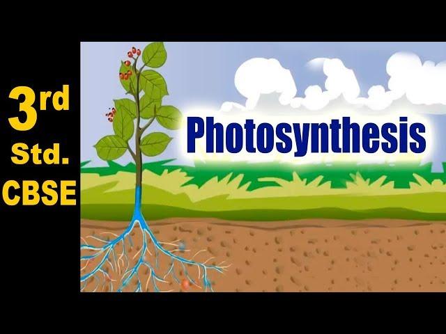 Photosynthesis | 3rd Std | Science | CBSE Board | Home Revise