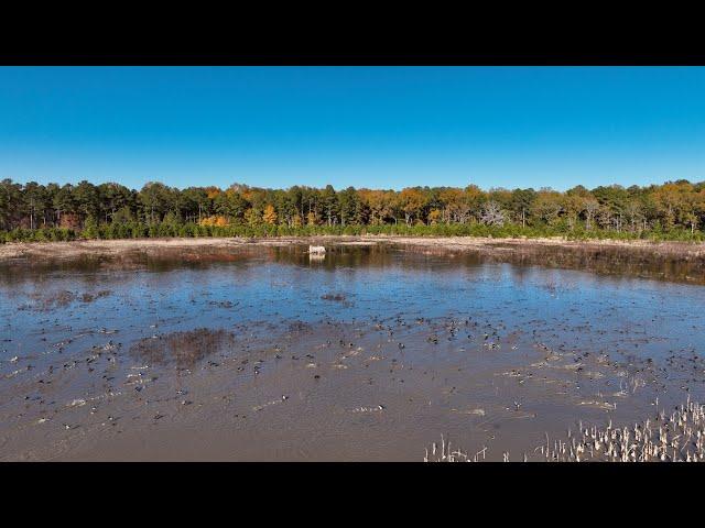 Clarendon Club Impoundment: South Carolina's Premier Mixed Bag Waterfowl Hunting Destination!