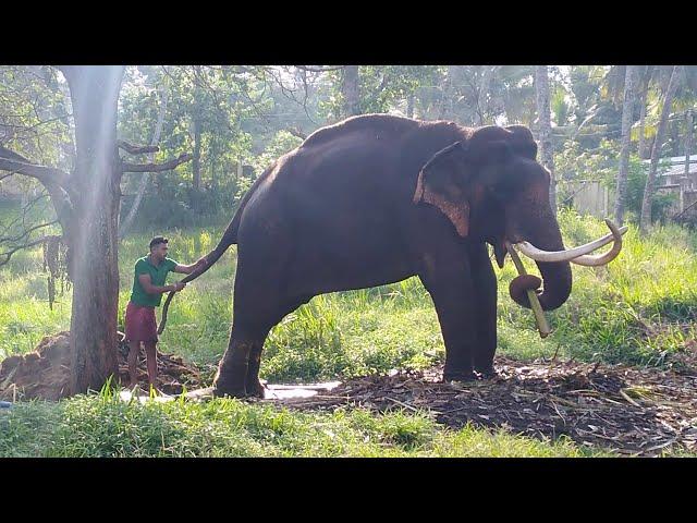 Tusker Indi raja (ඉන්දි රාජා) Sri lankan elephant