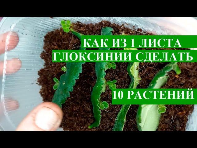 Размножение глоксинии, как из 1 листа сделать 10 новых глоксиний, укоренение листа глоксинии