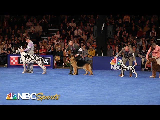 National Dog Show 2023: Best in Show (Full Judging) | NBC Sports