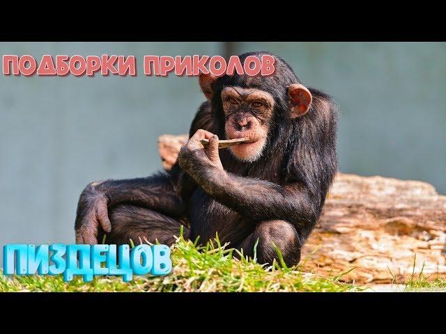 САМЫЕ ТОПОВЫЕ ОТБОРНЫЕ ПРИКОЛЫ МАЙ 2019#17