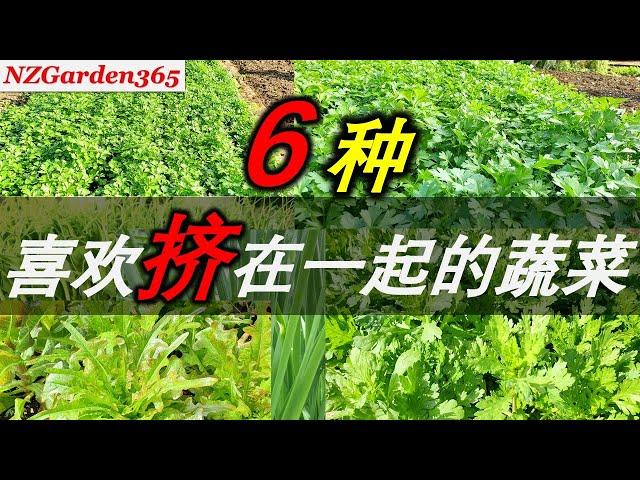 【种菜】地方小也能种好菜｜快试试这几种菜，越挤着种越好吃。超省空间，小面积菜园别错过！