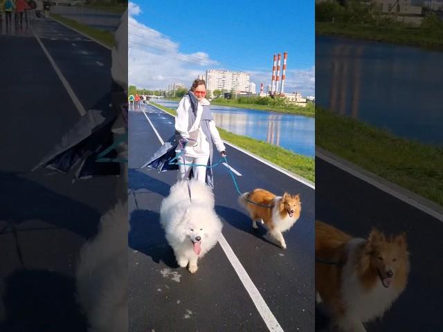 #music #dance #pets #cloud #puppy #samoyed #whitedog #sheltie #smartdog