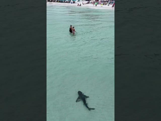 #santarosabeach #florida #shark #sharks