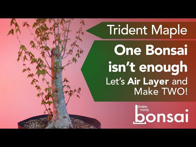 Bonsai for Free! Make More Bonsai by Air Layering this Yamadori Trident Maple