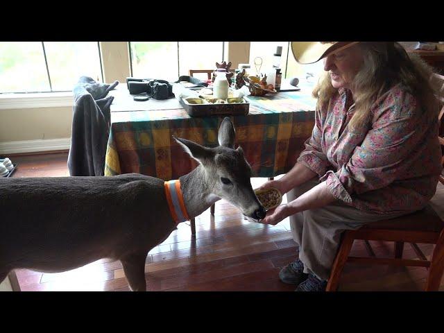 Breakfast with Bambi the Whitetail Deer Fawn (day 122)