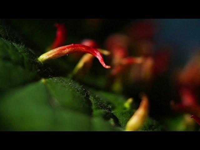 Gall Mites and a Sunny Environment