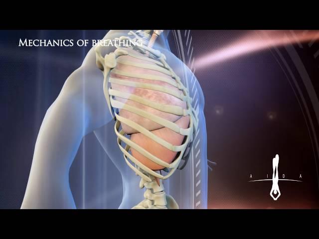 3D Medical   Mechanics of breathing L   v 1 0