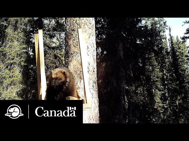 Protecting a Declining Wolverine Population | Field Notes | Parks Canada