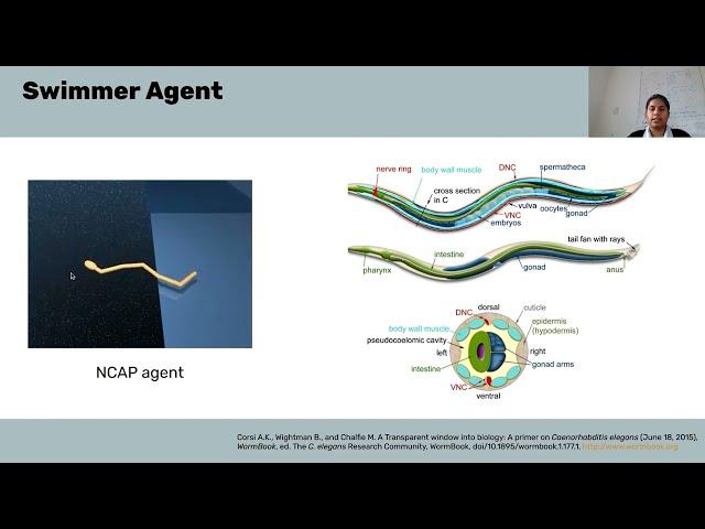 NeuroAI - Macrocircuits Project Intro