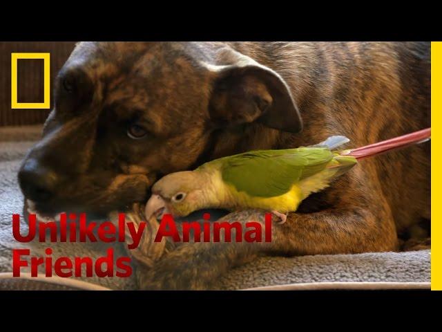 One Brave Bird | Unlikely Animal Friends