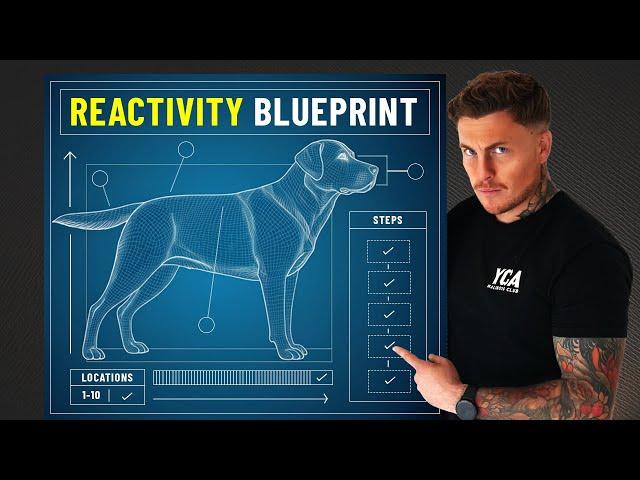 If I had a reactive dog in 2025, this is what I’d do (FULL BLUEPRINT)