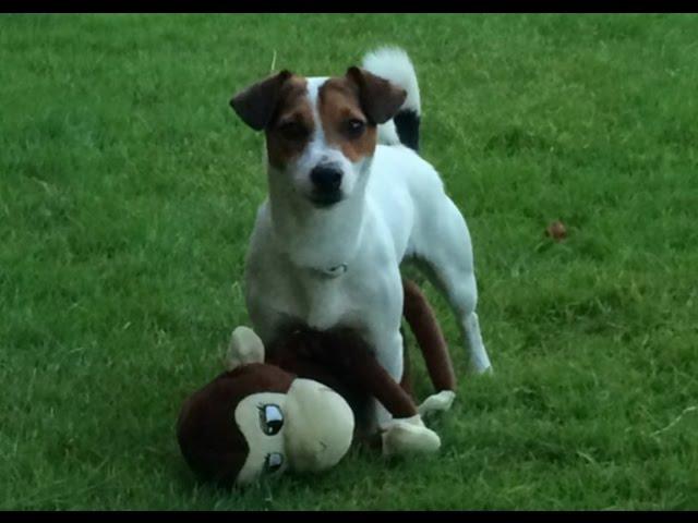 Chupito angry with your mouse cursor! Jack Russel