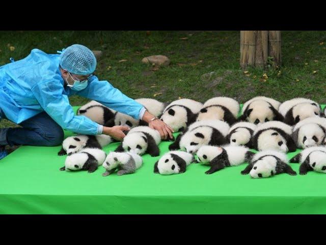 Cutest baby Panda Videos Compilation Cute moment of the Animals - Cutest Pandas