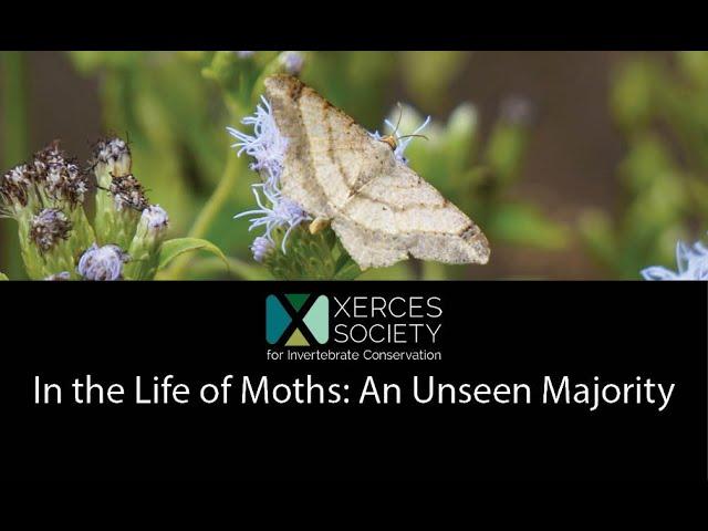 In the Life of Moths: An Unseen Majority