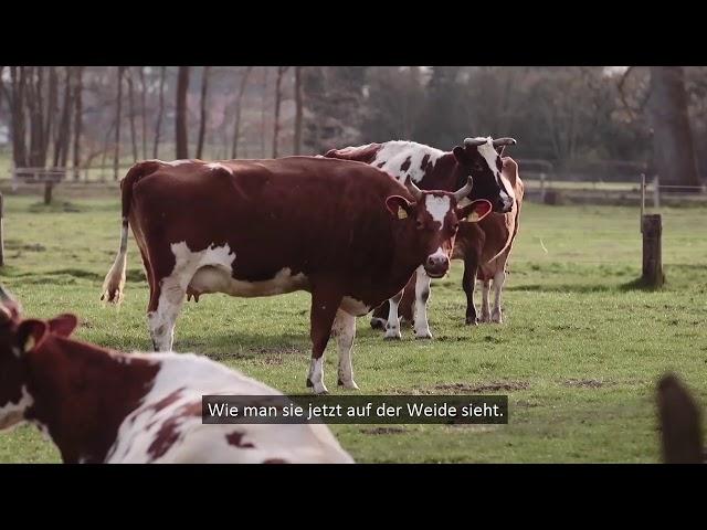 Bioland-Milch "Eure Fragen. Unsere Antworten." Best of 2017 (mit Untertiteln)