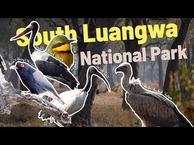 Birdwatching in South Luangwa National Park & Croc Valley Camp, Birding in Zambia, Africa