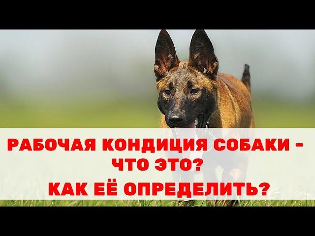 «Рабочая кондиция собаки» – что это? Как определить конституцию своей собаки?