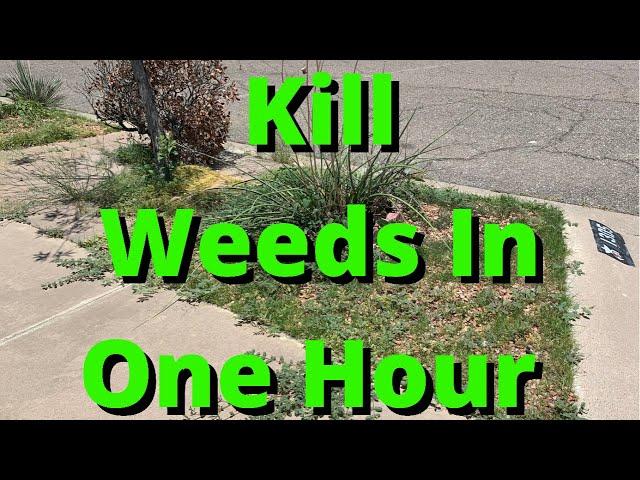 How To Kill Weeds In Landscape