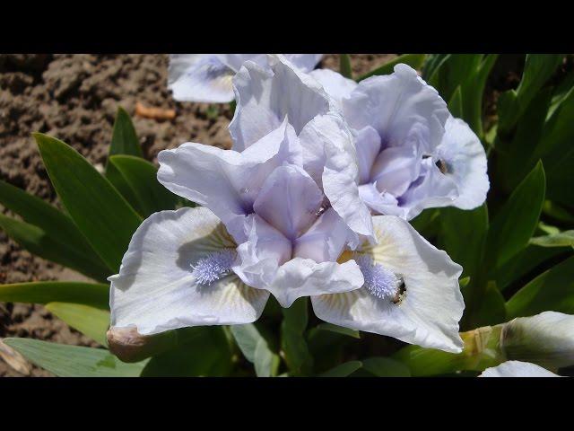 Iris pumila in spring garden