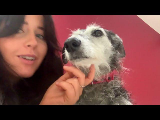 Episode One_The Maggie Moo Rescue Dog Blog