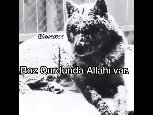 Boz qurd 