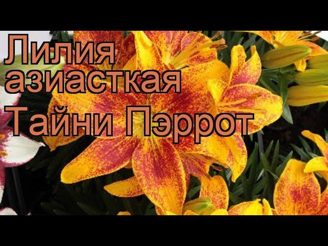 Лилия азиатская горшечная (lilium asiatic tiny parrot)  лилия обзор: как сажать луковицы лилии