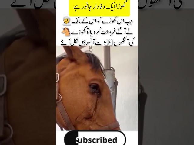 A horse is crying in the owner's separation#shortsfeed #trendingshorts #youtubeshorts #foryou #love