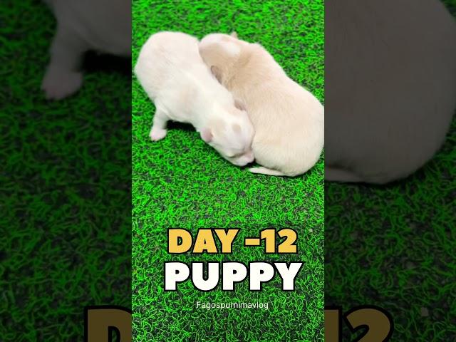 Day-12//Puppy #puppy #doglover #dog #puppy #cutepuppy #cutepuppies