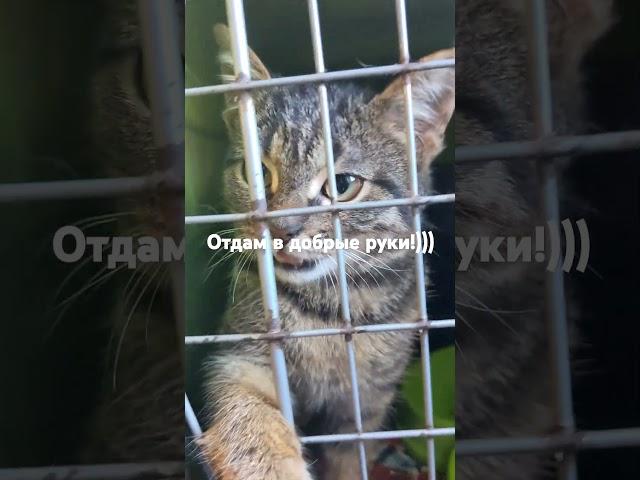 Отдаём в добрые руки.Зовут Шиш,нет возможности содержать,дома в основном собаки.