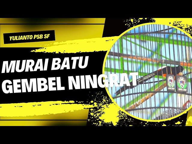 Sang Jawara GEMBEL NINGRAT | Hari Jadi Kab. Ciamis Ke-381 | Juara 1,1,2 Ngeri Pisan