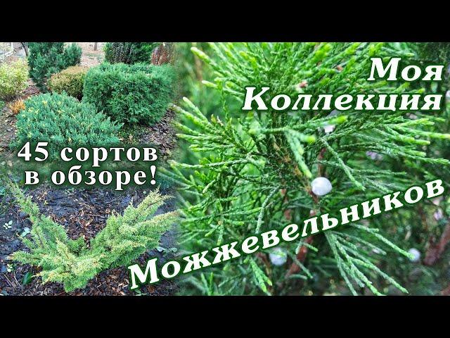 Мои можжевельники. 45 сортов. Можжевельники в осеннем саду.