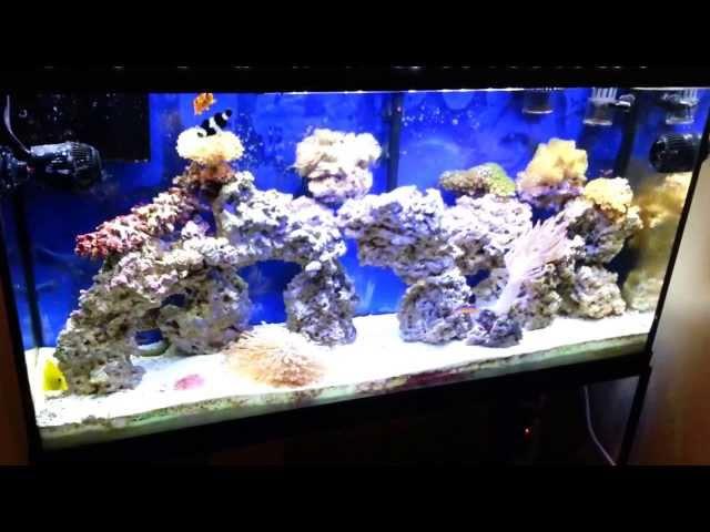 Refugium mud vs protein skimmer vs water changes in saltwater tank