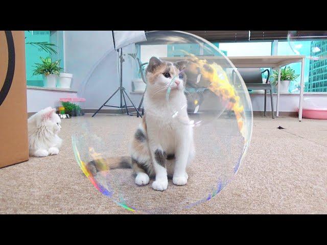 Cats are seduced by Bluish bubble (ENG SUB)