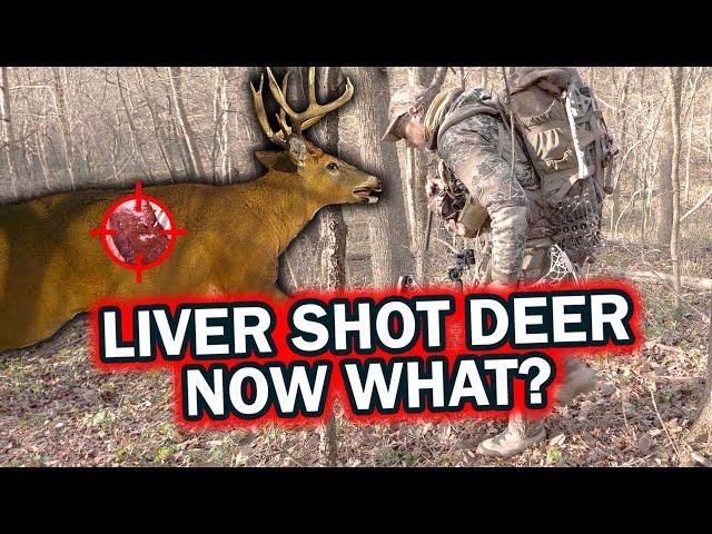 Liver Shot Deer Now What?