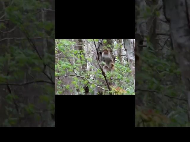 Wild Monkeys in Florida. Silver river state park.