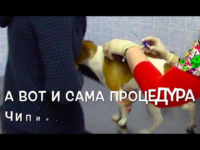 Сколько стоит чипирование собаки и животных? Клиника Бемби Москва. Как чипируют собак?