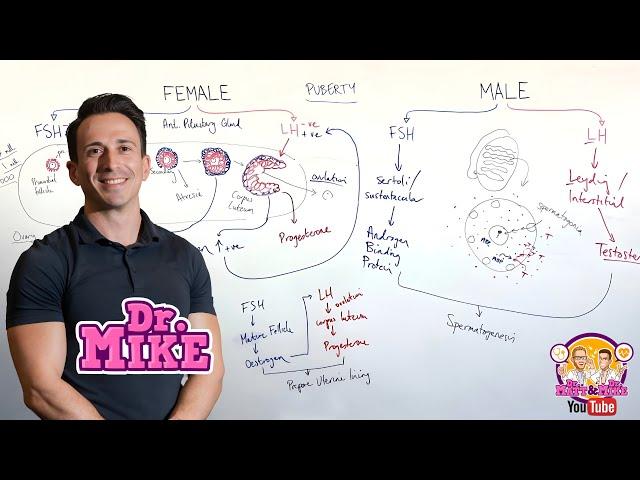 Follicle Stimulating Hormone (FSH) and Luteinizing Hormone (LH)