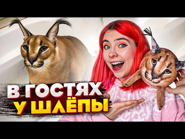 КАК ЖИВЁТ БОЛЬШОЙ ШЛЁПА? Приехали в гости к каракалу!