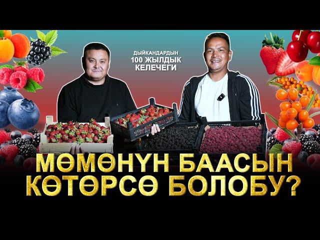 Буйруса мөмөнү кымбатырак сатууга мүмкүнчүлүк көбөйдү. Дыйкандардын 100 жылдык келечеги жакшы болот