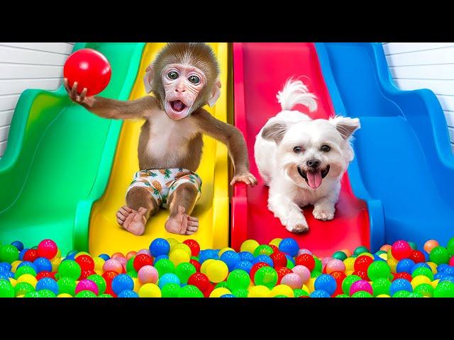 KiKi Monkey swimming at Ball Pit Pool and Rainbow Waterslide with Ducklings | KUDO ANIMAL KIKI