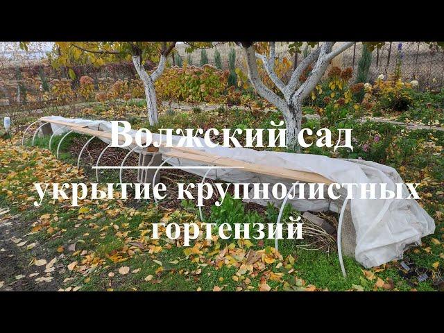 Зимнее укрытие крупнолистных гортензий