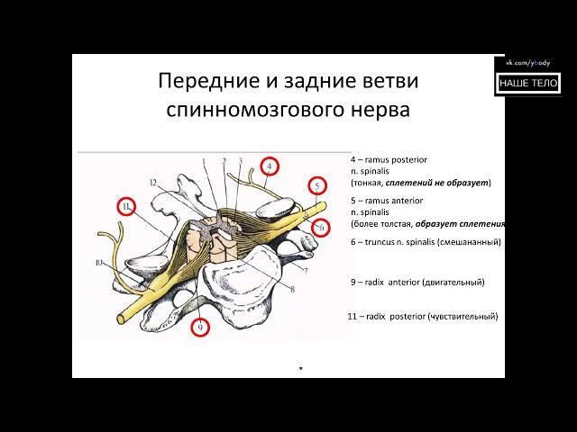 Спинномозговой нерв и шейное сплетение. Формирование ветвей спинномозгового нерва