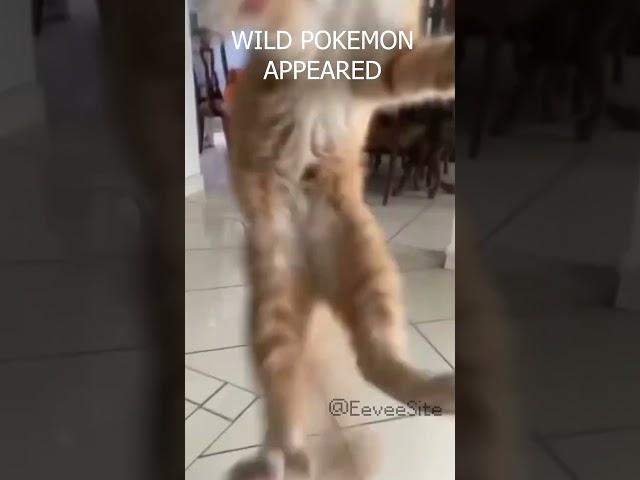 A wild Orange Cat appeared! #pokemonmemes #funnycats #catvideos